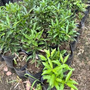 Grafted Kumquat Orange Seedlings