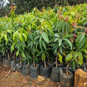 Grafted Mango Seedlings in Kenya
