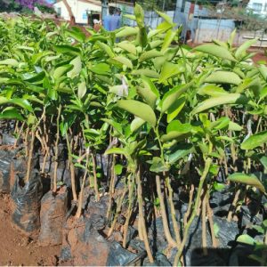 Grafted Minneola Orange Seedlings in kenya