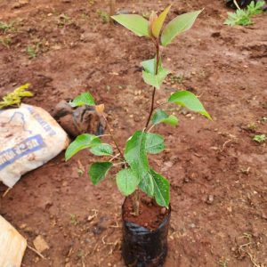 Grafted Pear Seedlings