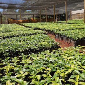 Grafted Ruiru 11 Coffee Seedlings