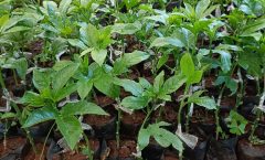 Grafted purple passion fruit seedlings at Fruit Africa Veriplant nursery