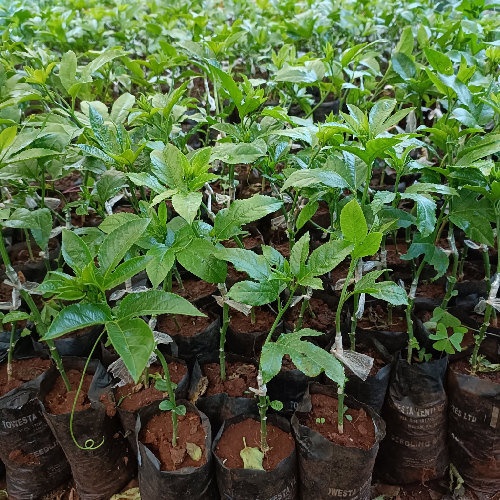 Grafted Purple Passion Fruit Seedlings in Kenya at Fruit Africa Veriplant nursery