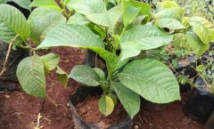 Granadilla Passion Fruit Seedlings