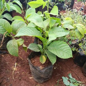 Granadilla Passion Fruit Seedlings
