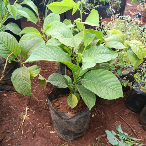 Granadilla Passion Fruit Seedlings