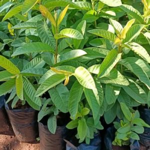 Guava Seedlings in Kenya