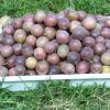 Harvested passion fruits