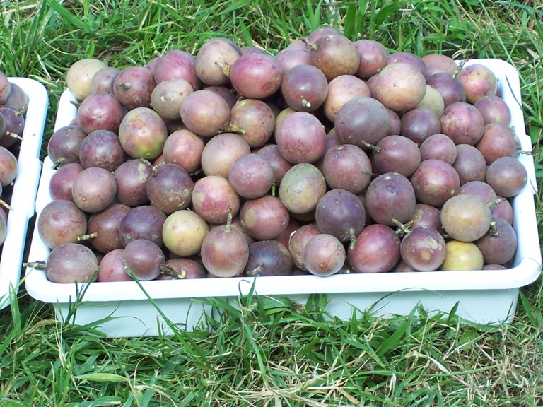 Harvested passion fruits