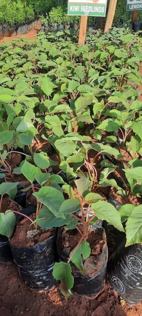 Kiwi Fruit Seedlings