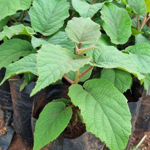 Kiwi Fruit Seedlings in Kenya