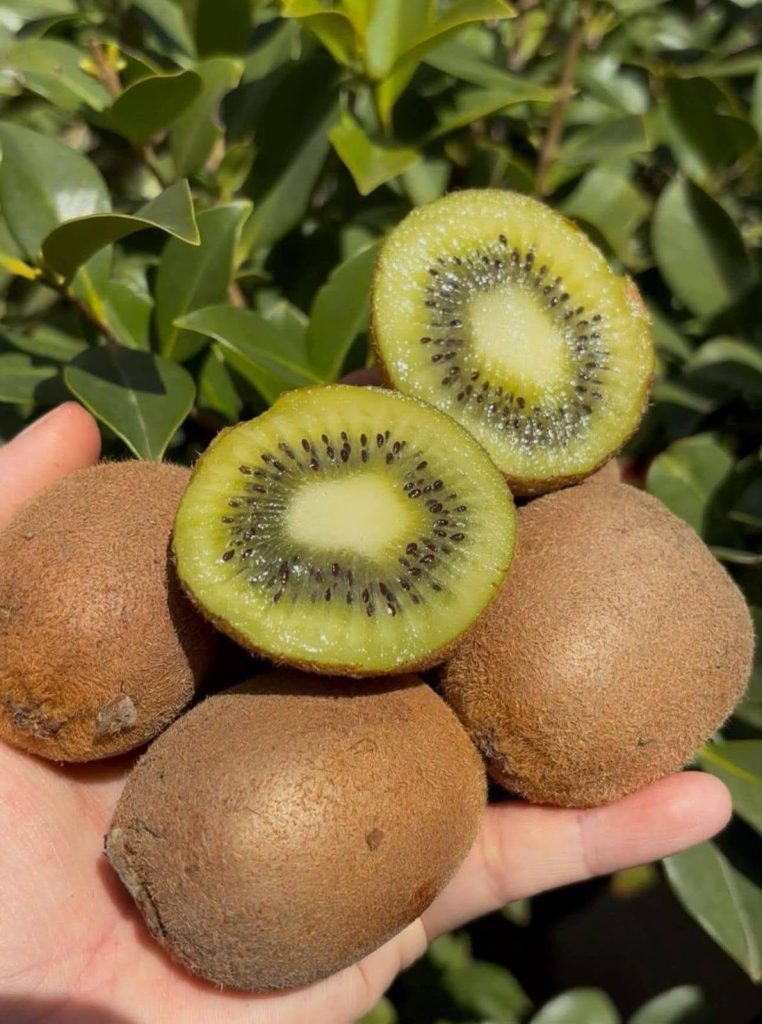 Kiwi Fruits Ready to Eat