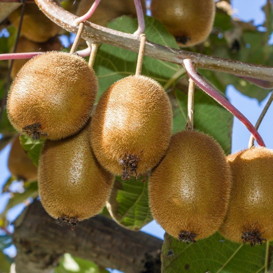 Kiwi Fruits