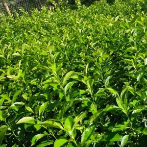 Lemon Seedlings in Kenya