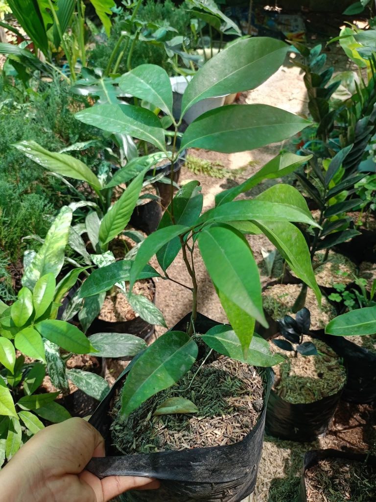 Luchee Seedling at Fruit Africa Veriplant nursery