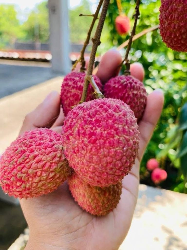 Lychee Fruits Hanging on a Tree
