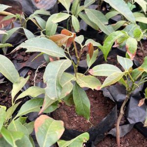 Lychee Seedlings in Kenya