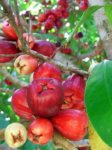 Malay Apple Fruits on a Tree
