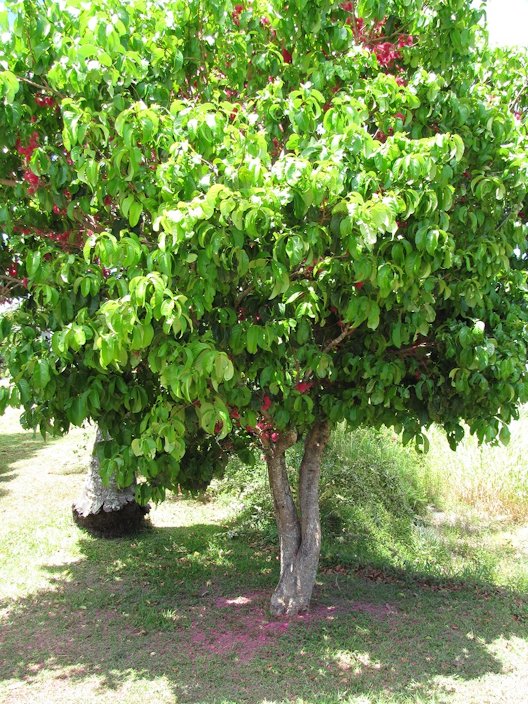 Malay Apple Tree in Kenya
