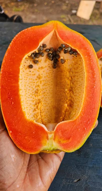 Malkia f1 papaya