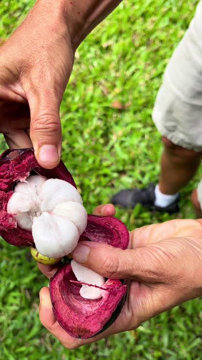 Mangosteen Fruit Ready to Eat