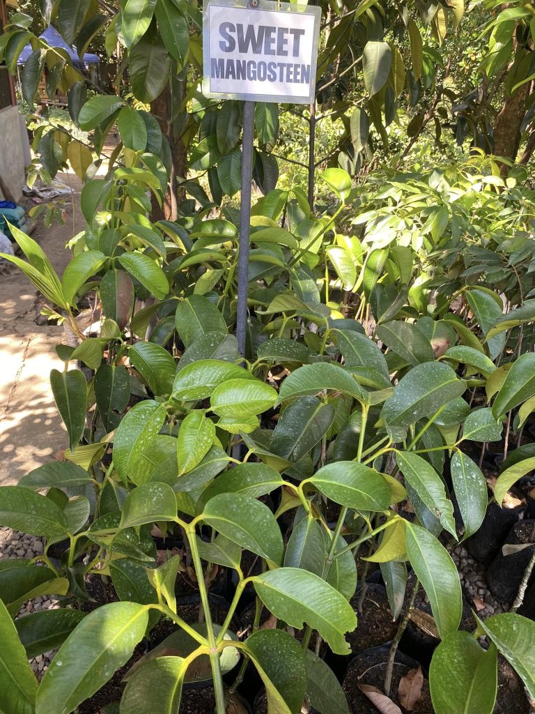 Mangosteen Seedlings