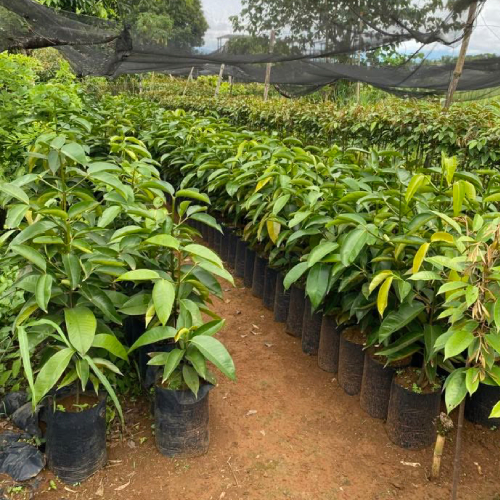 Mangosteen Seedlings in Kenya