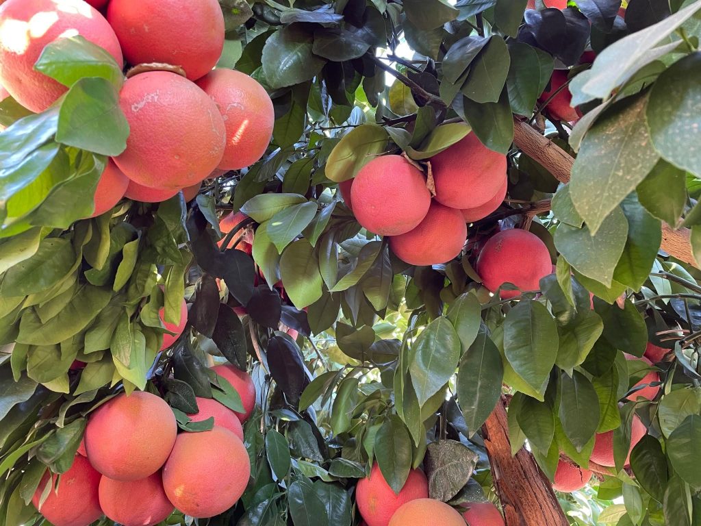 Mature Grapefruit Oranges on a Tree