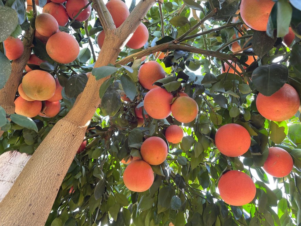 Mature Grapefruit Oranges on  a Tree in Kenya