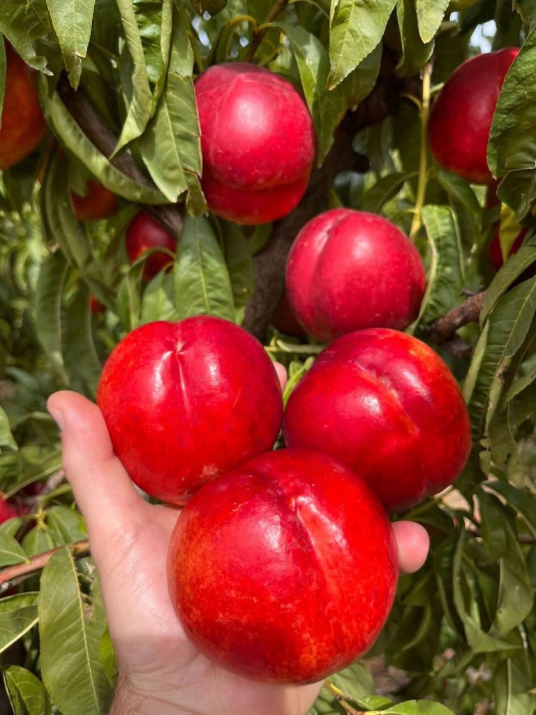 Nectarine Fruits