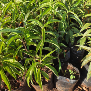 Nectarine Seedlings