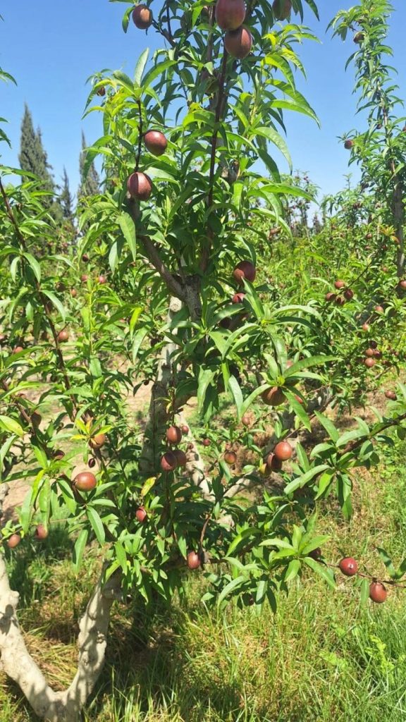 Nectarine Tree