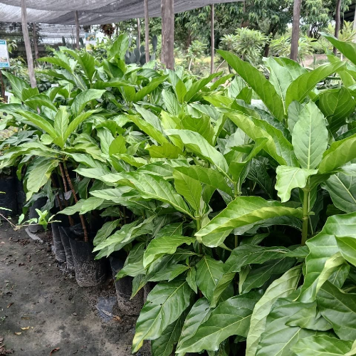 Noni Fruit Seedlings