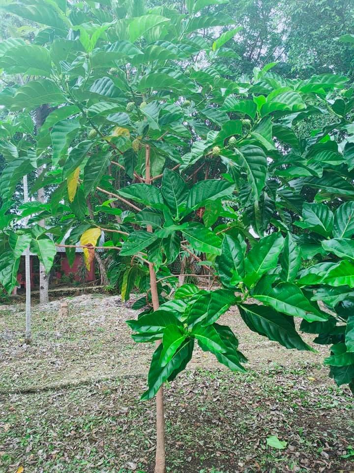 Noni Tree