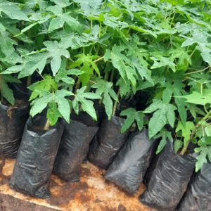 Pawpaw Seedlings
