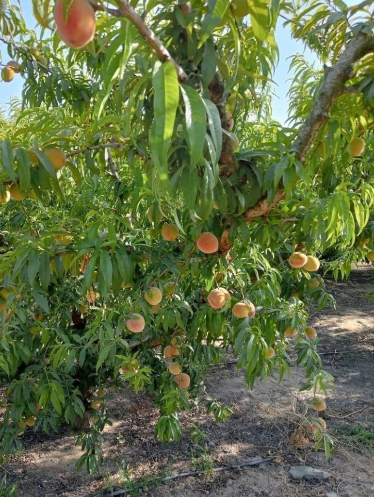Peach Farm in Kenya