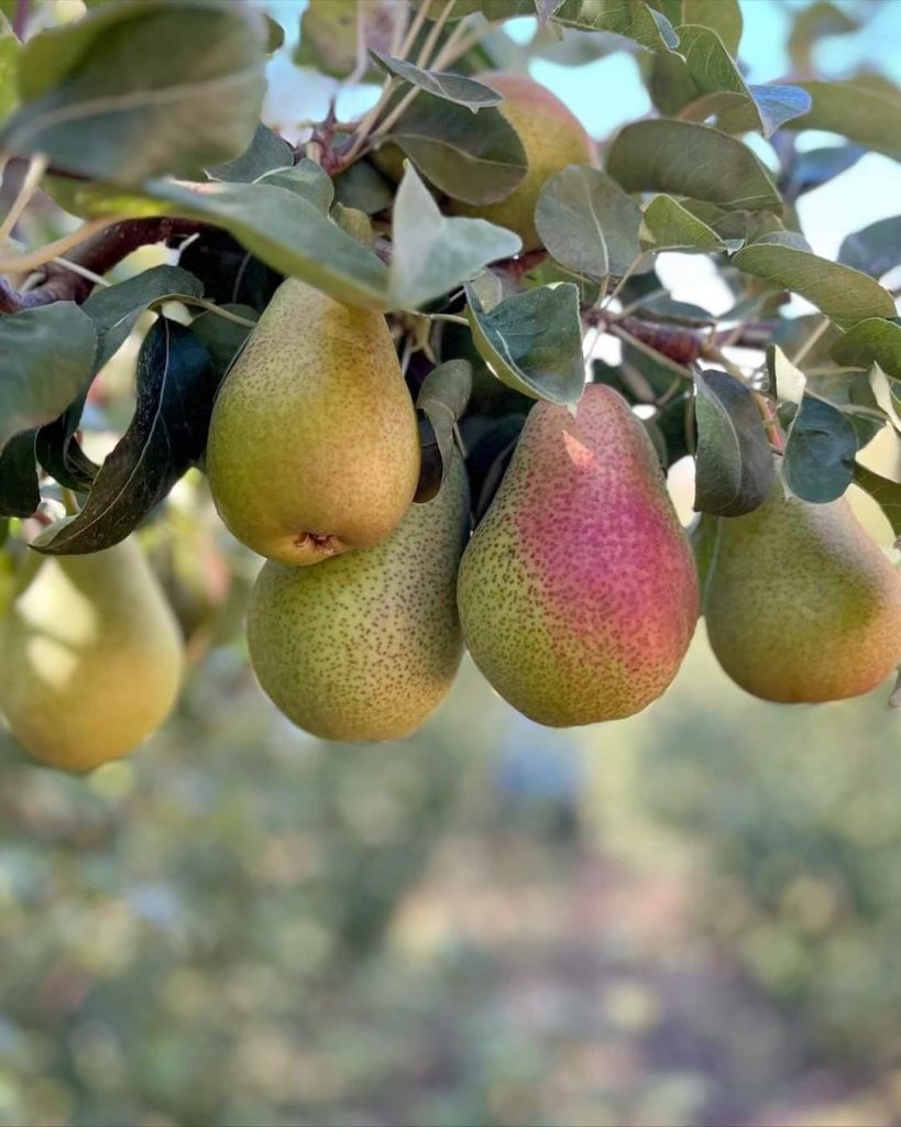 Pear fruits