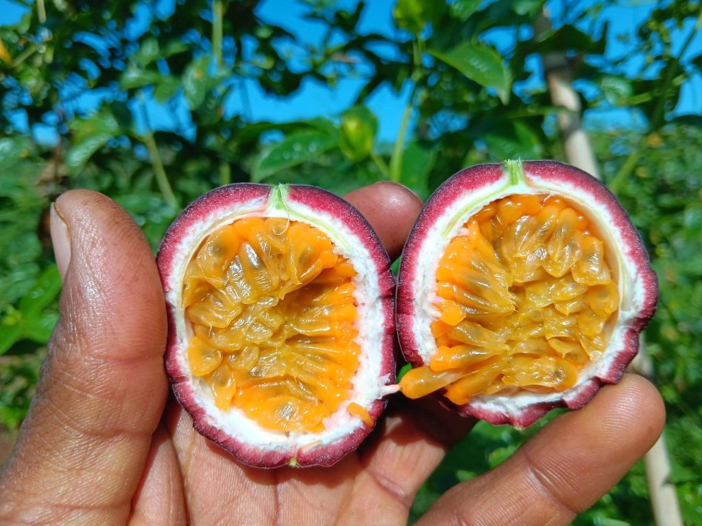 Purple Passion Fruit