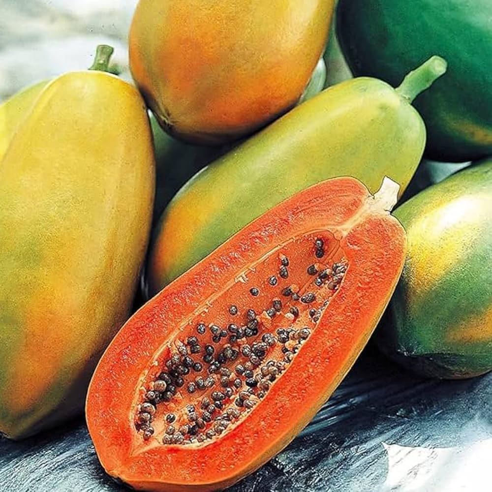 Red Lady papaya