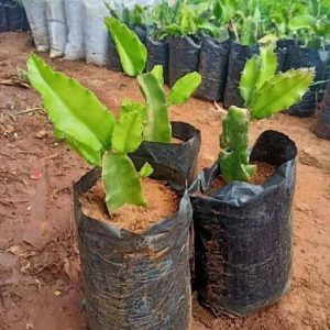 Rooted Dragon Fruit Seedlings