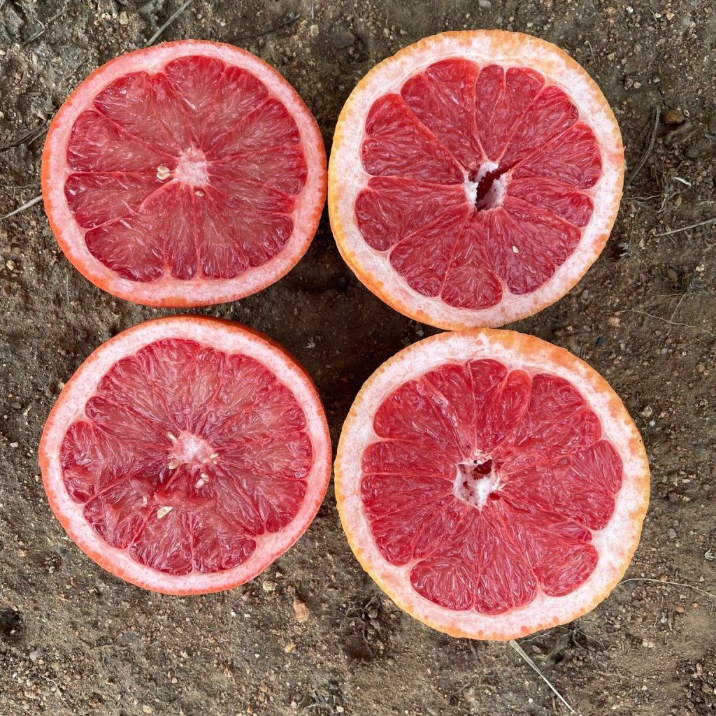 Sliced Grapefruit Orange
