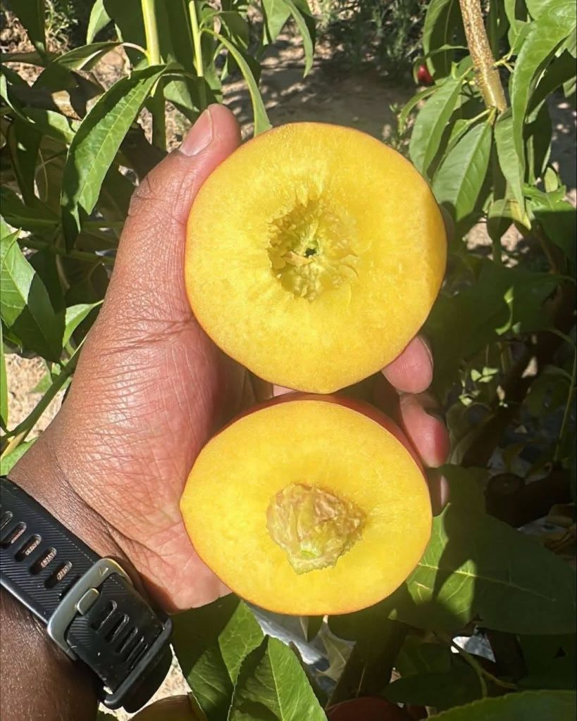 Sliced Nectarine Fruit