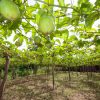Structure for Giant Granadilla