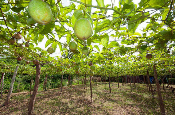 Structure for Giant Granadilla