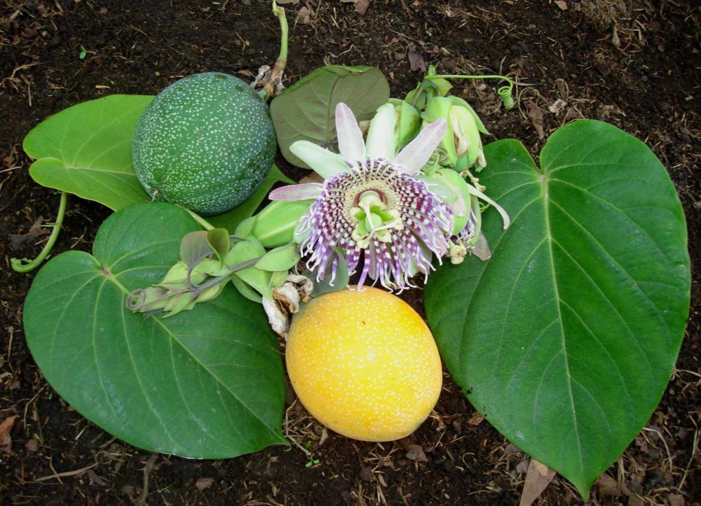 Sweet Granadilla Passion