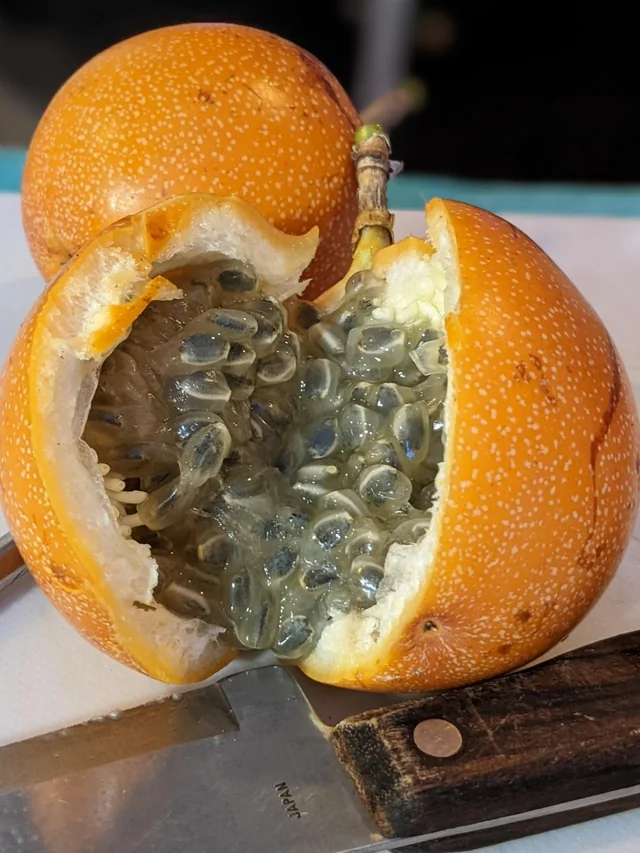 Sweet Granadilla Passion Fruit