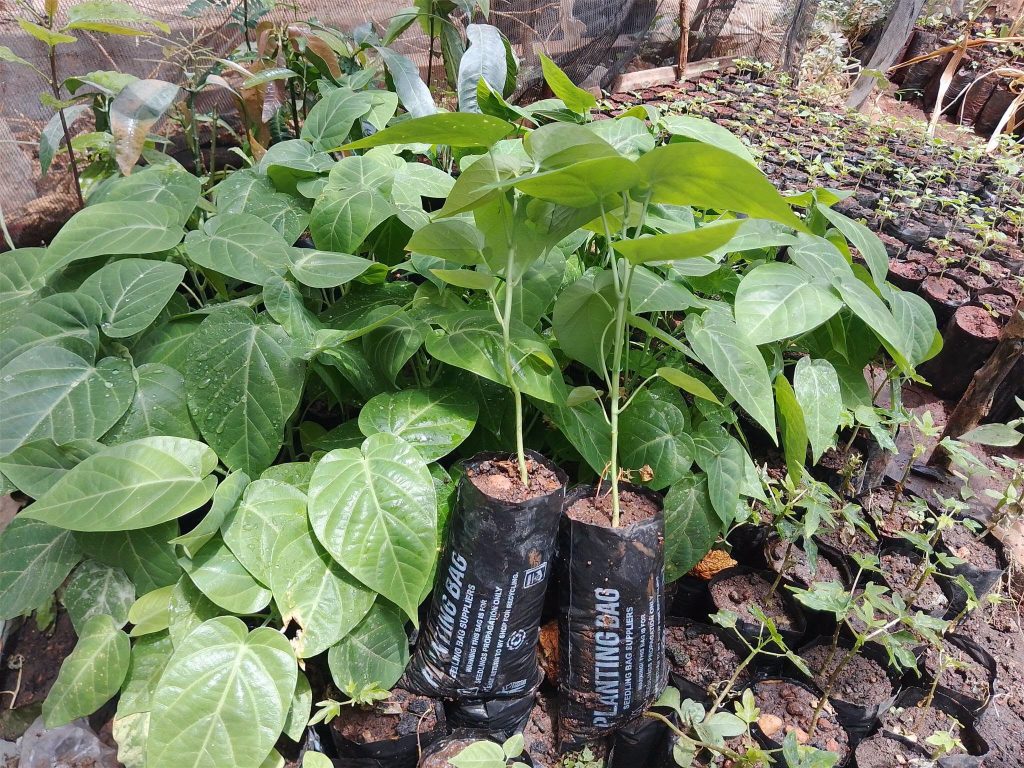 Sweet granadilla Passion fruit seedlings at Fruit Africa Veriplant