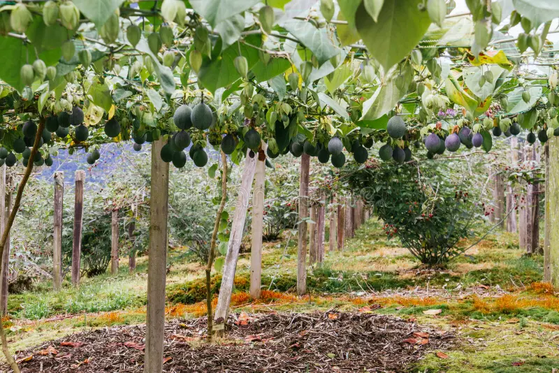 Trellis for Sweet Granadilla