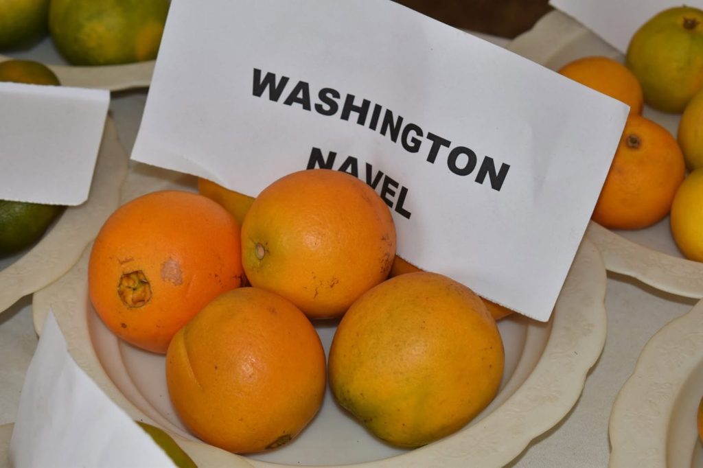 Washington navel oranges at an expo