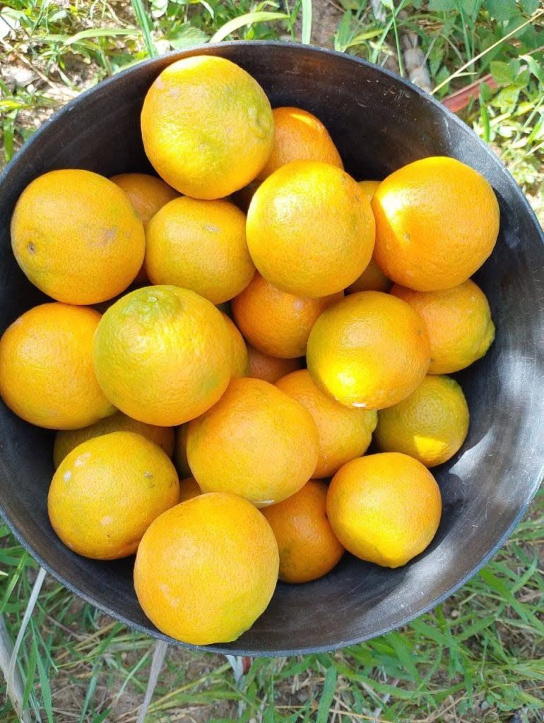 Washington orange fruits